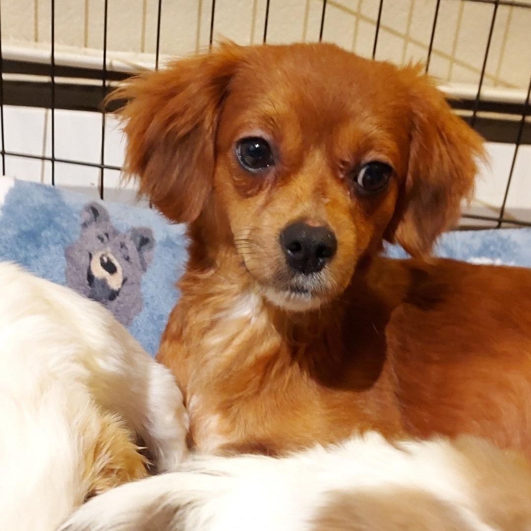 Mystery, a ADOPTABLE mixed breed in Sequim, WA image 1/2