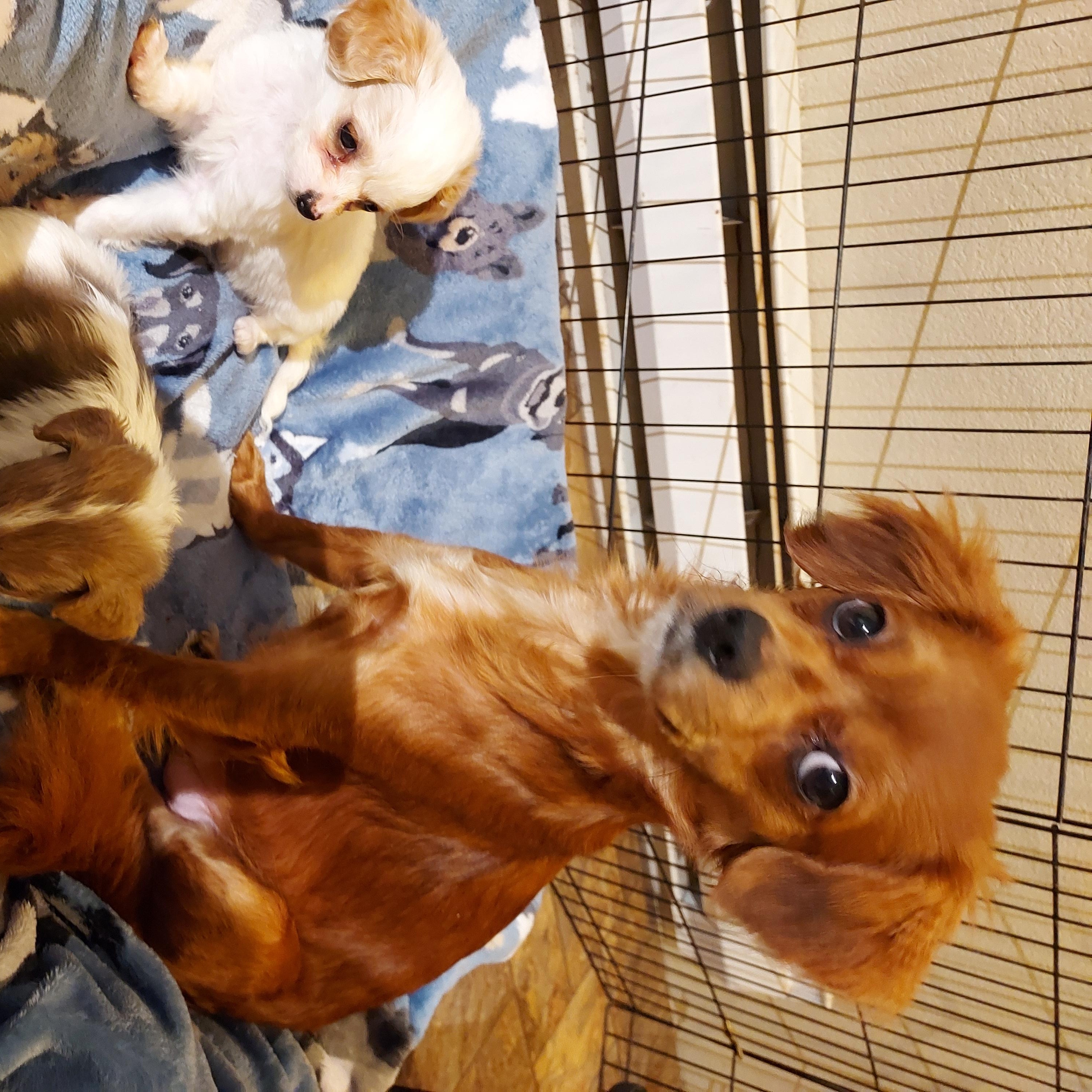 Mystery, a ADOPTABLE mixed breed in Sequim, WA image 2/2