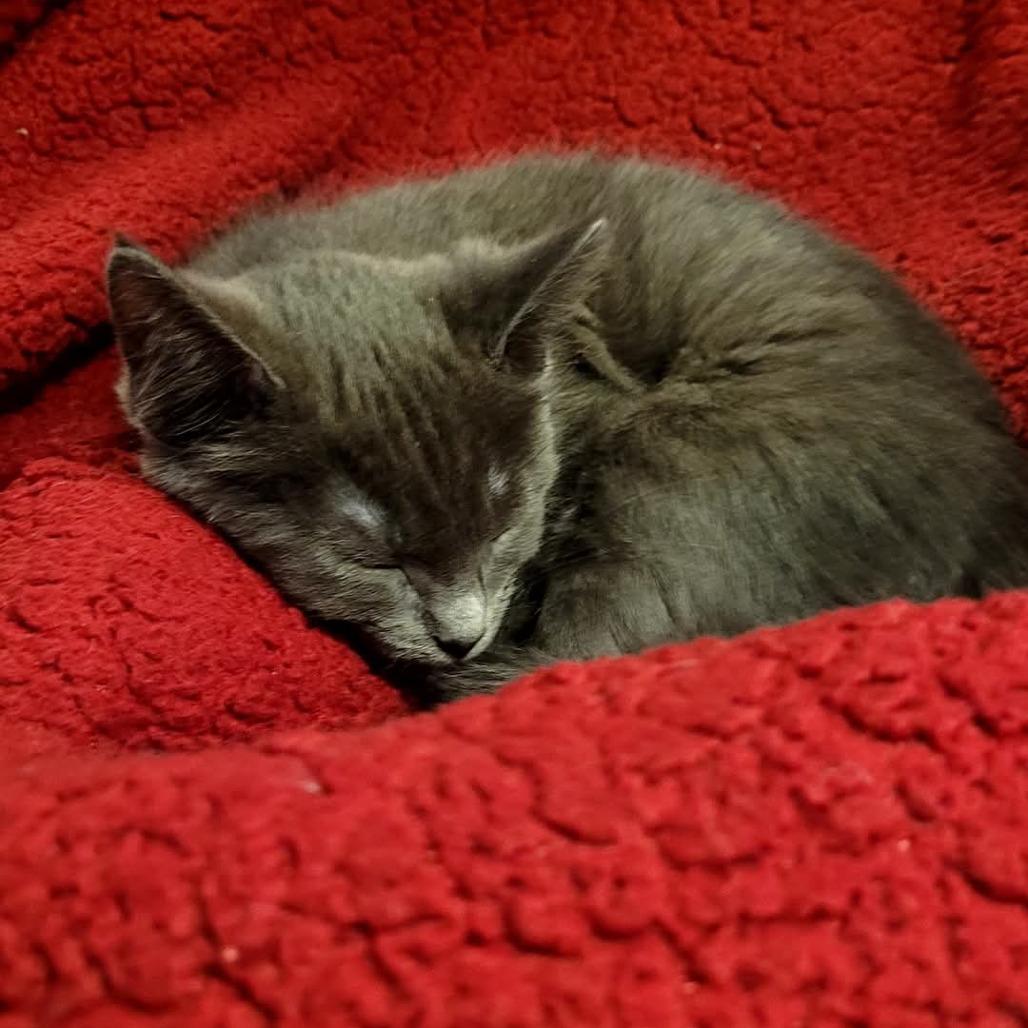 Enlarge Jazz, a Adoptable Domestic Short Hair in Chicago, IL image 1/5