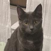 Enlarge Jazz, a Adoptable Domestic Short Hair in Chicago, IL image 2/5