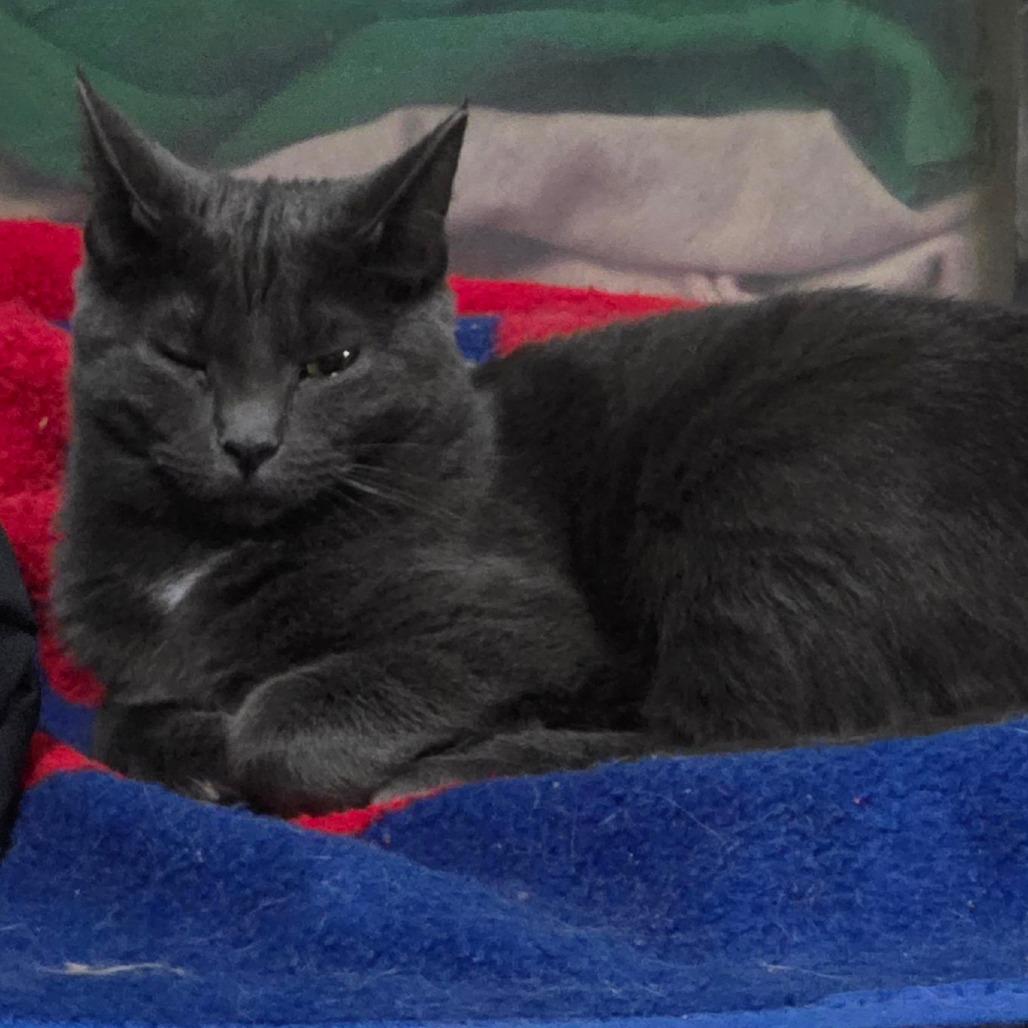 Enlarge Jazz, a Adoptable Domestic Short Hair in Chicago, IL image 3/5