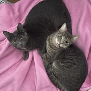 Enlarge Jazz, a Adoptable Domestic Short Hair in Chicago, IL image 4/5