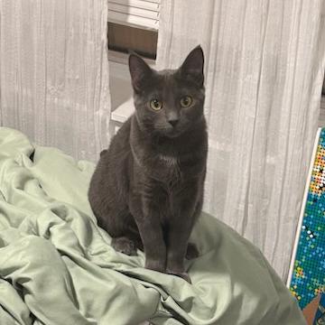 Enlarge Jazz, a Adoptable Domestic Short Hair in Chicago, IL image 5/5