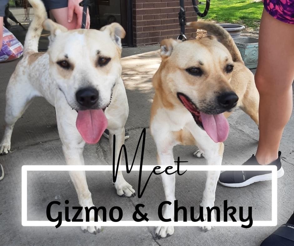 Enlarge Gizmo and Chunk, a Adoptable mixed breed in Marion, IN image 1/2