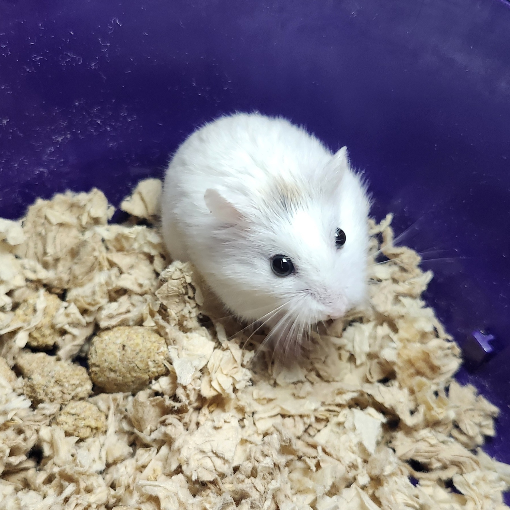 Enlarge Jellybean, a Adopted Dwarf Hamster image 1/1