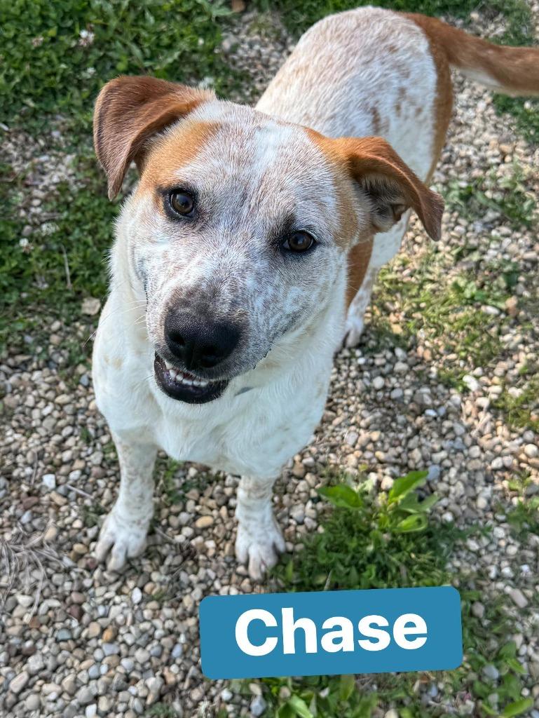 Chase, Adoptable, Young Male Australian Cattle Dog / Blue Heeler & Mixed Breed.