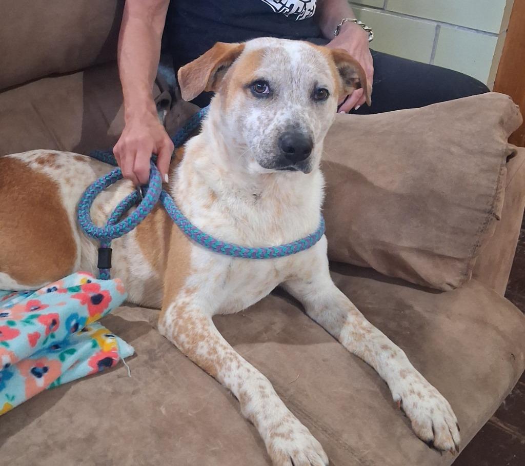 Chase, a Adoptable mixed breed in Effingham, IL image 2/2