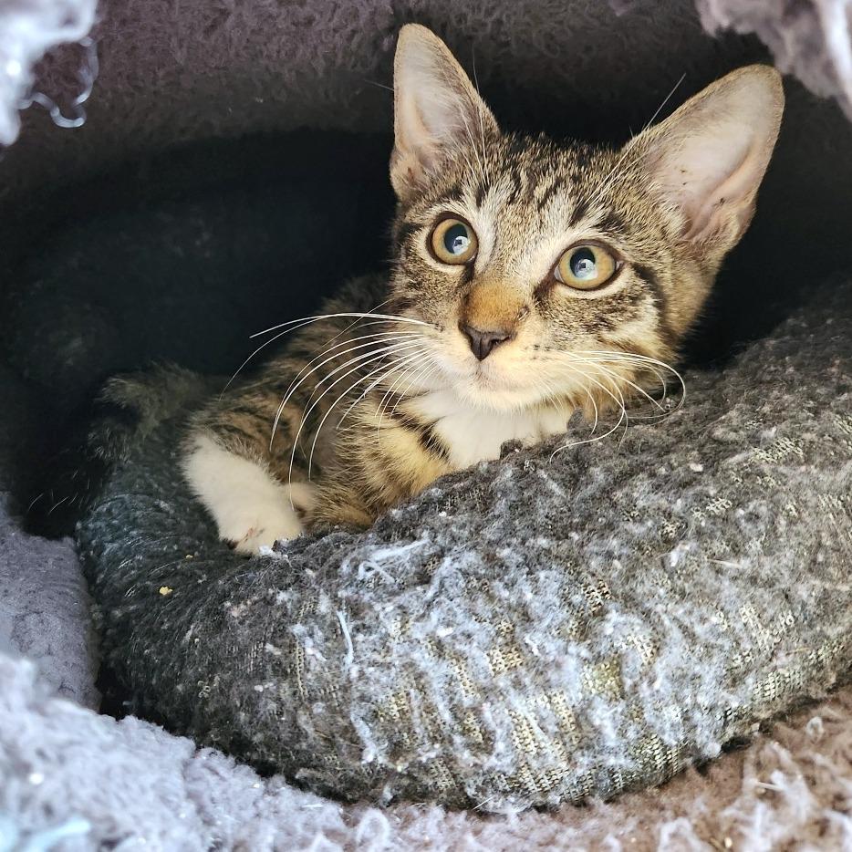 Stitch, Adoptable, Kitten Male Domestic Short Hair.