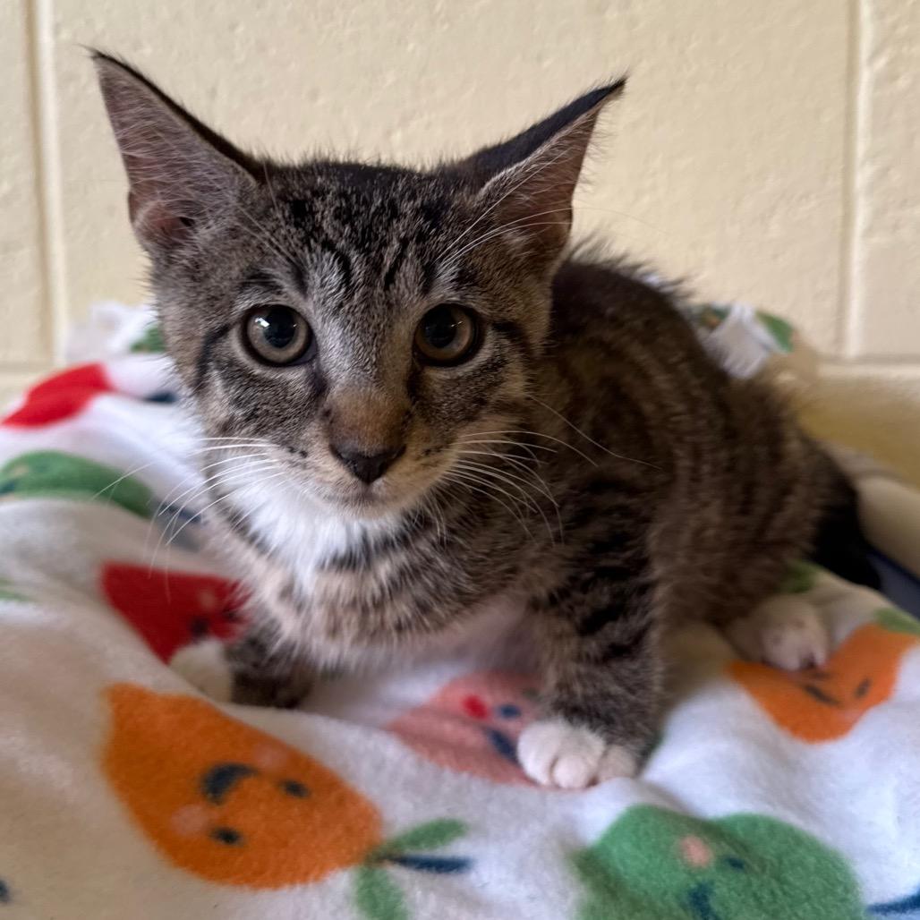 Enlarge Stitch, a Adoptable Domestic Short Hair in Naples, FL image 2/2