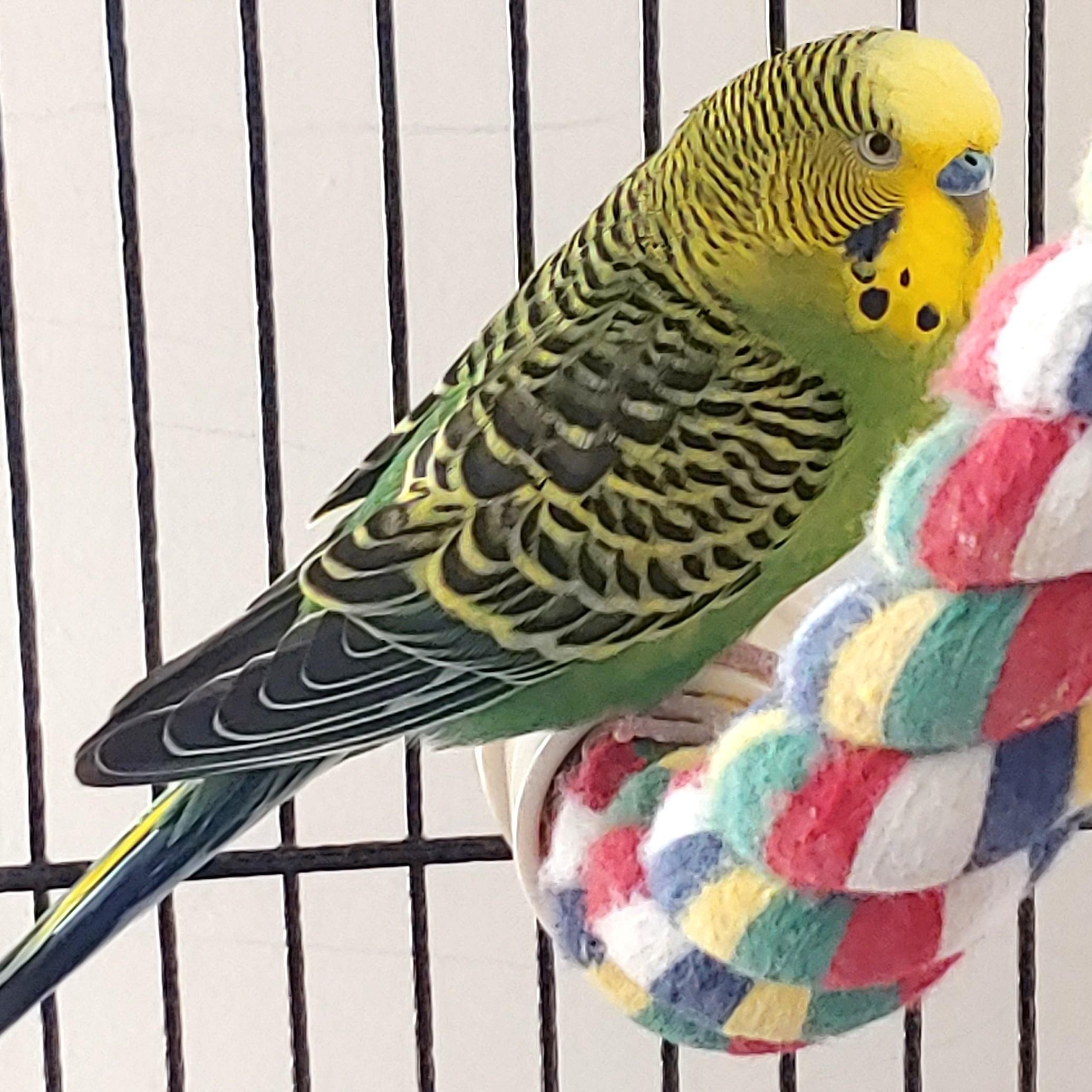Rico