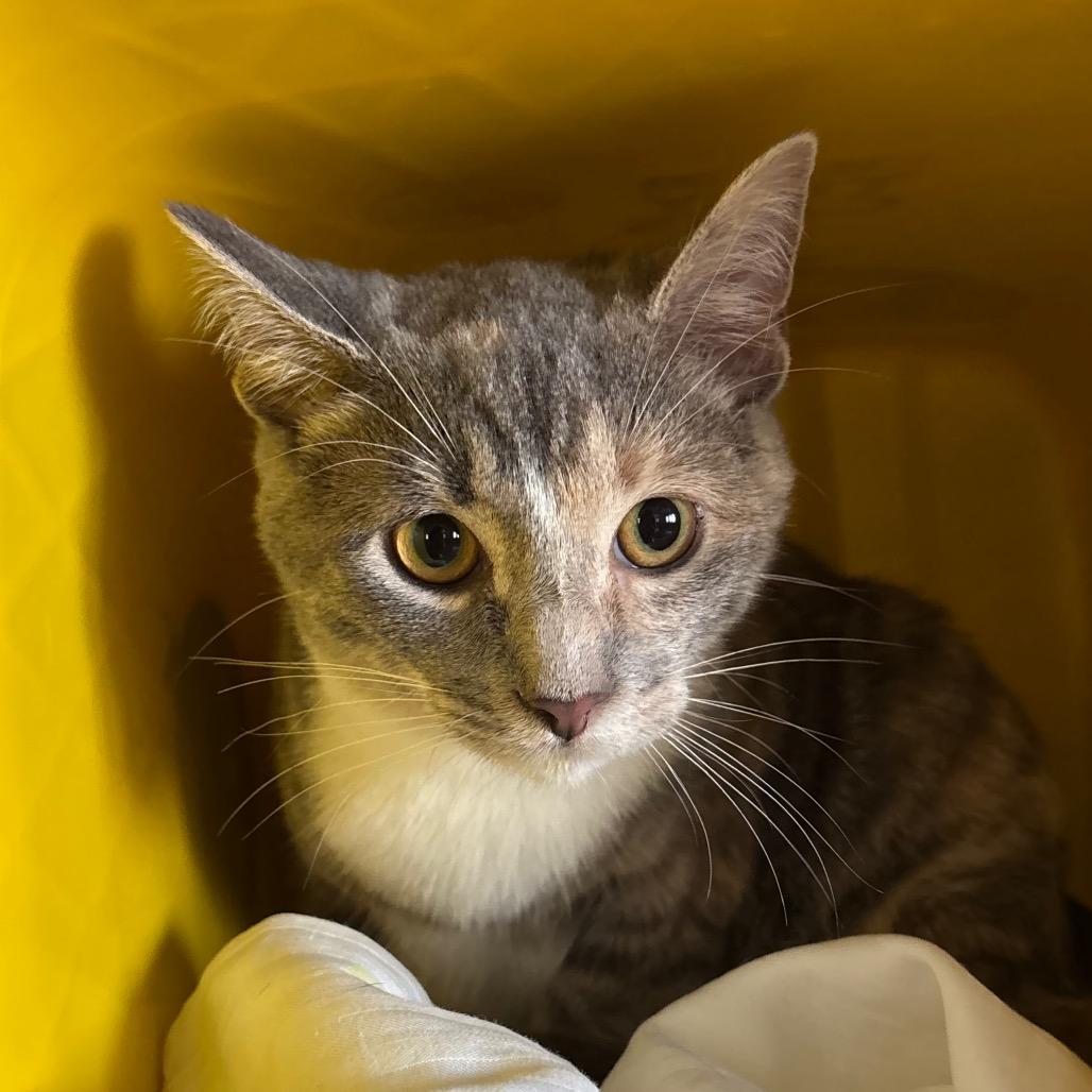 Arrow, a Adoptable Domestic Short Hair in Manhattan, KS image 1/2