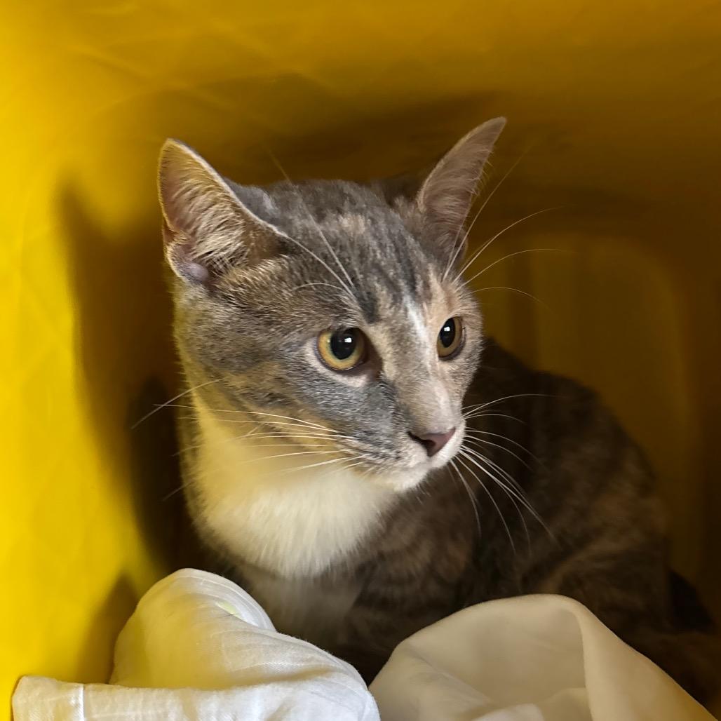 Arrow, a Adoptable Domestic Short Hair in Manhattan, KS image 2/2