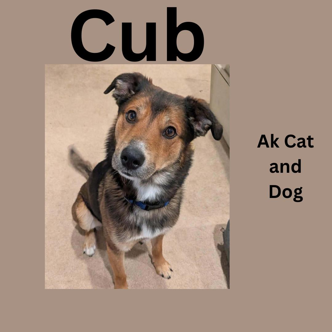 Enlarge Cub, a Adoptable mixed breed in Wasilla, AK image 4/5
