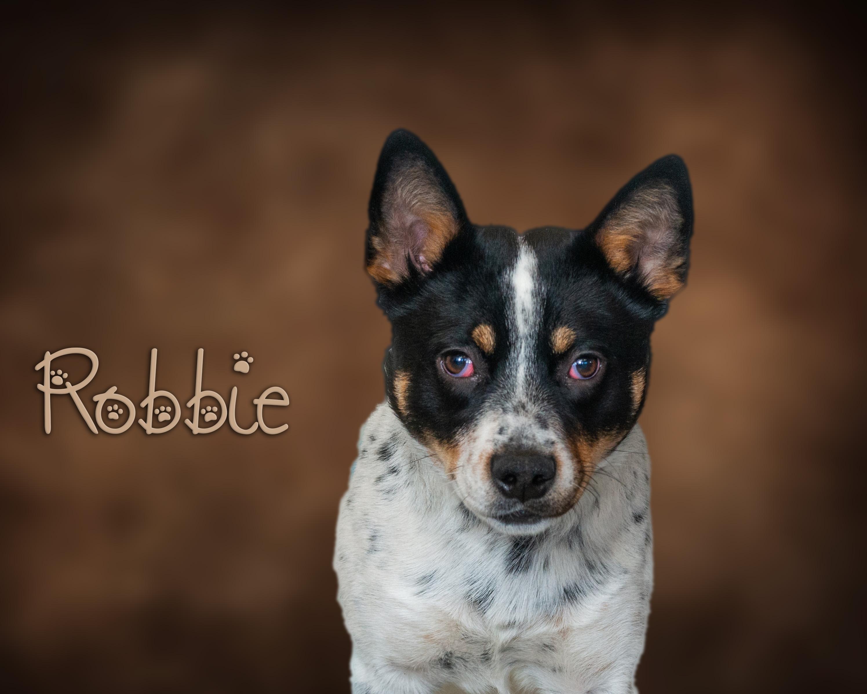 Enlarge Robbie, a Adoptable Cattle Dog in Somerset, PA image 1/1