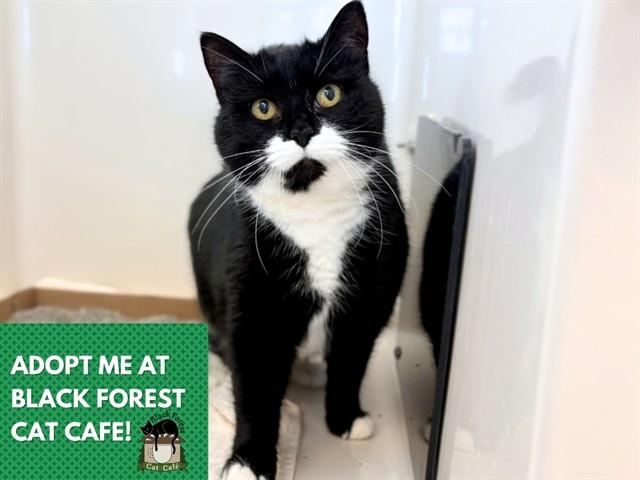 Enlarge JANIS JOPLIN, a Adoptable Domestic Short Hair in Fort Wayne, IN image 1/1