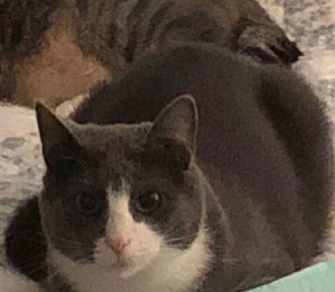 Gracie Iii thumbnail 2