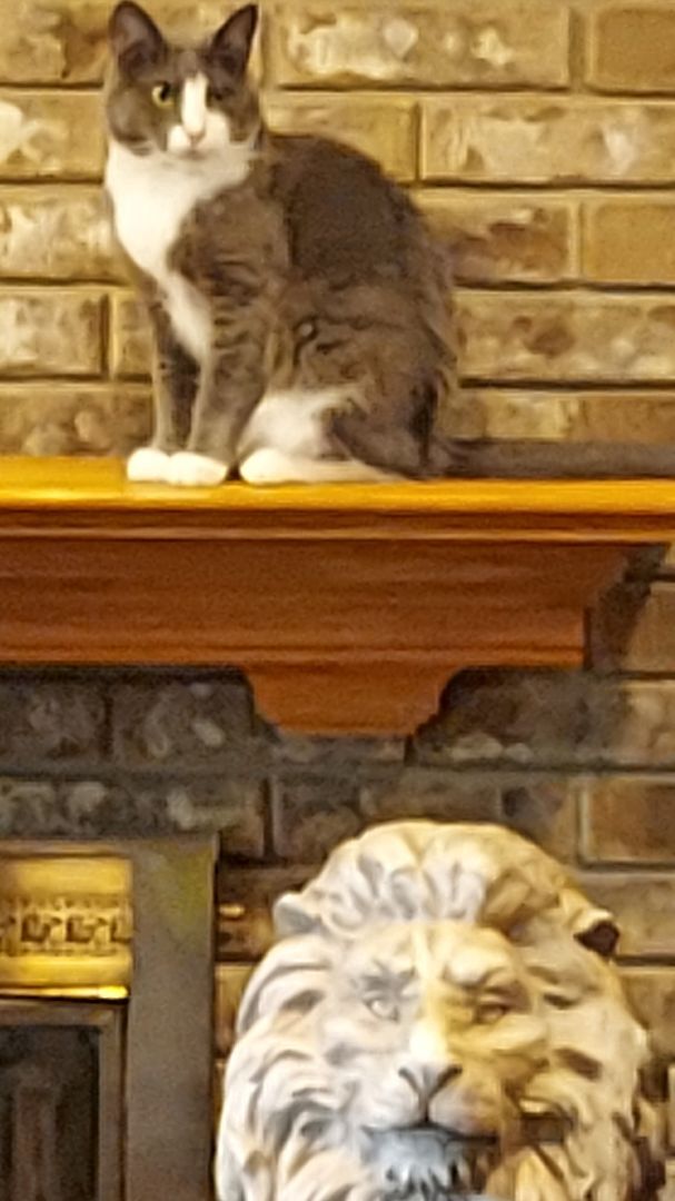 Gracie Iii thumbnail 3