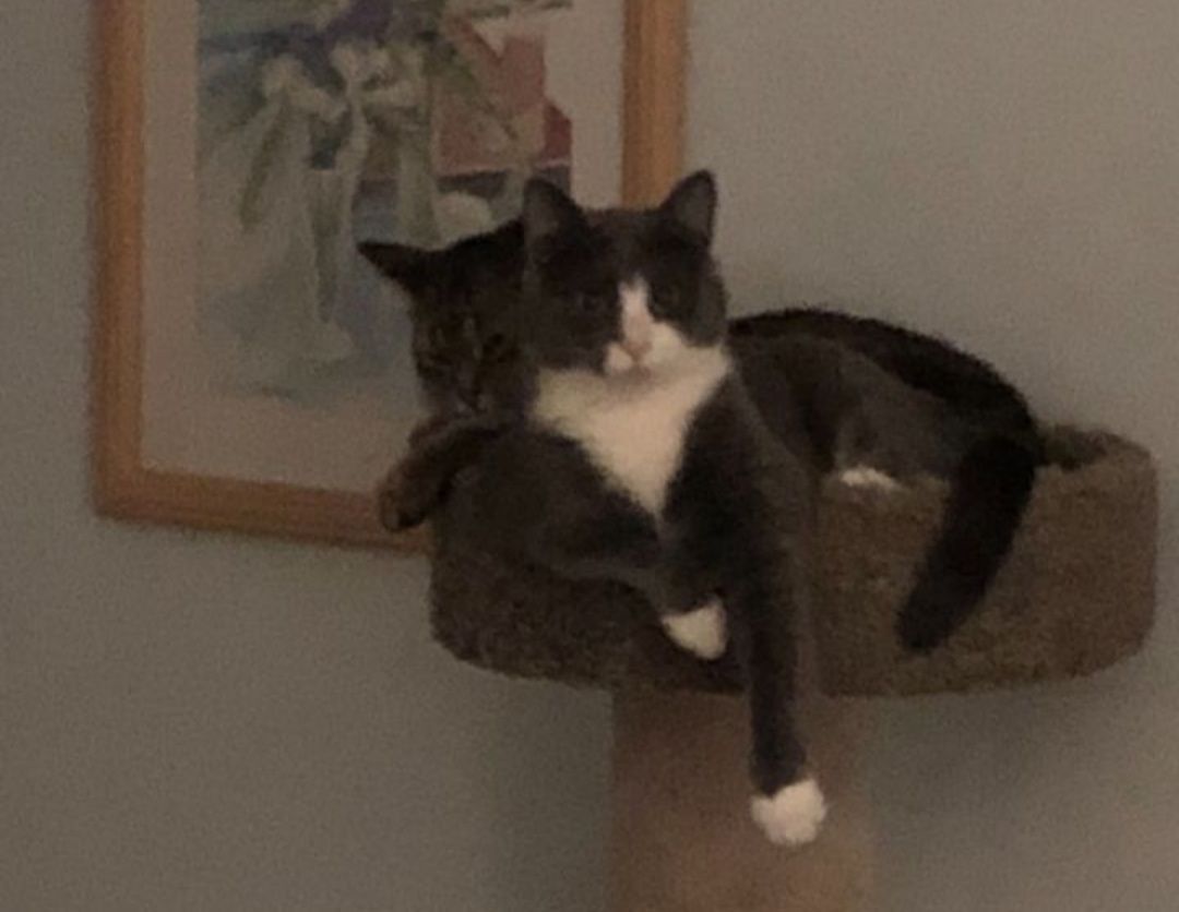 Gracie Iii thumbnail 4