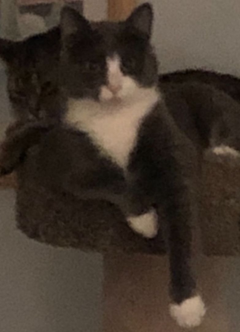 Gracie Iii thumbnail 5