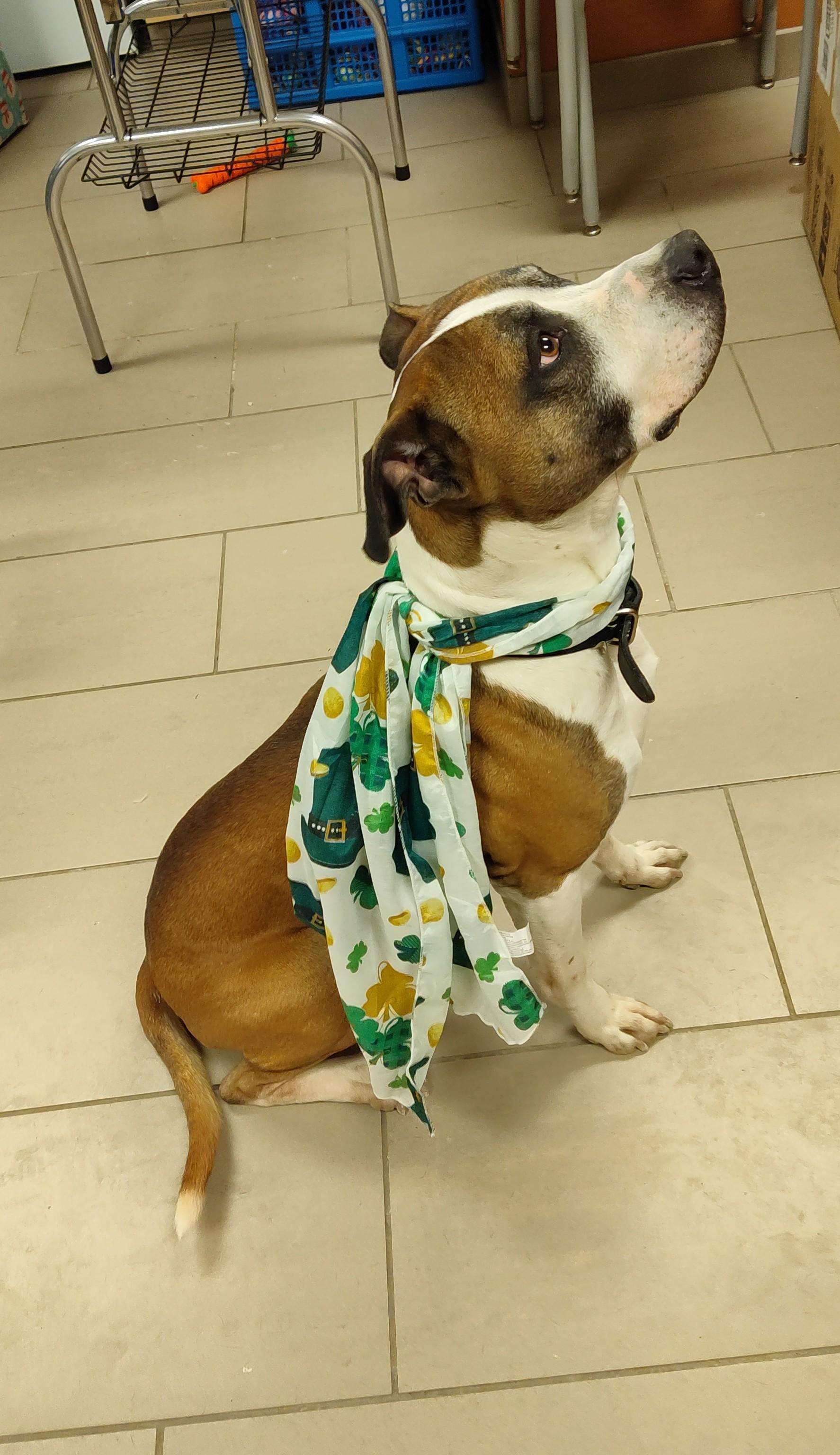 25-0060 "Brody", Adoptable, Adult Male Pit Bull Terrier.