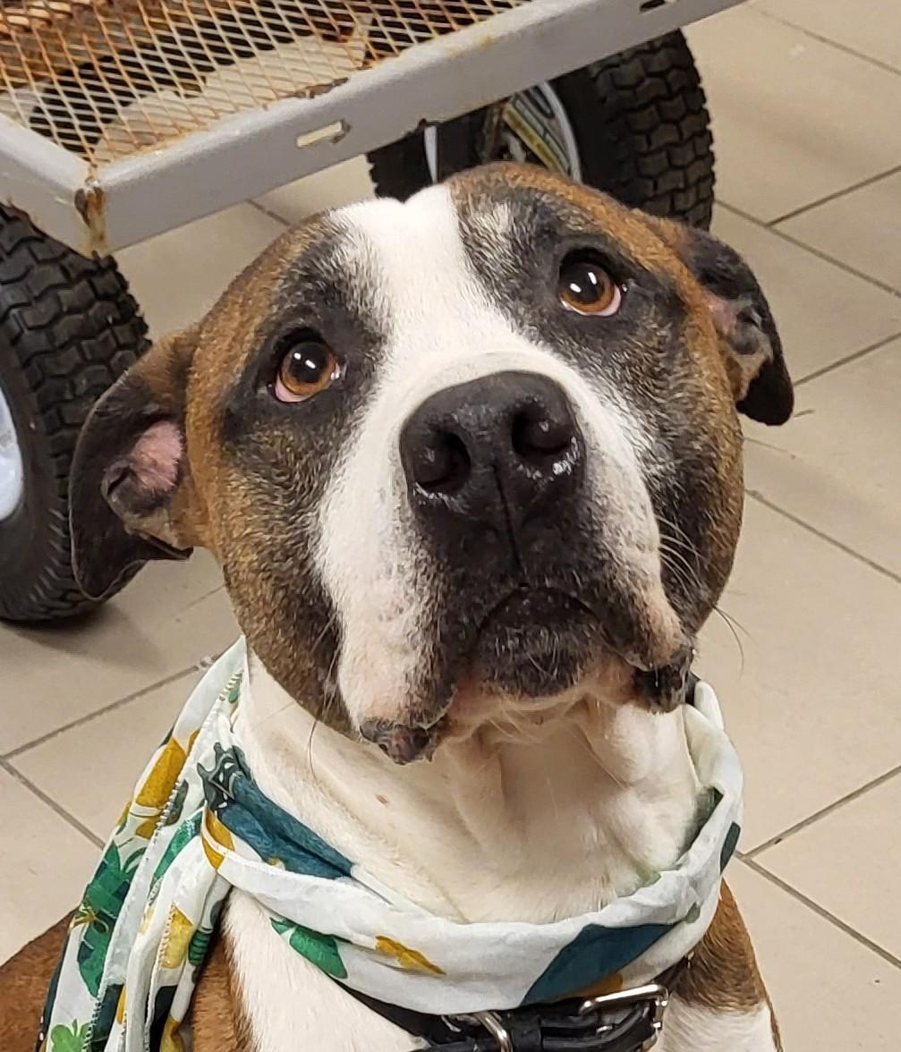 Enlarge 25-0060 "Brody", a Adoptable mixed breed in Leavenworth, KS image 2/4