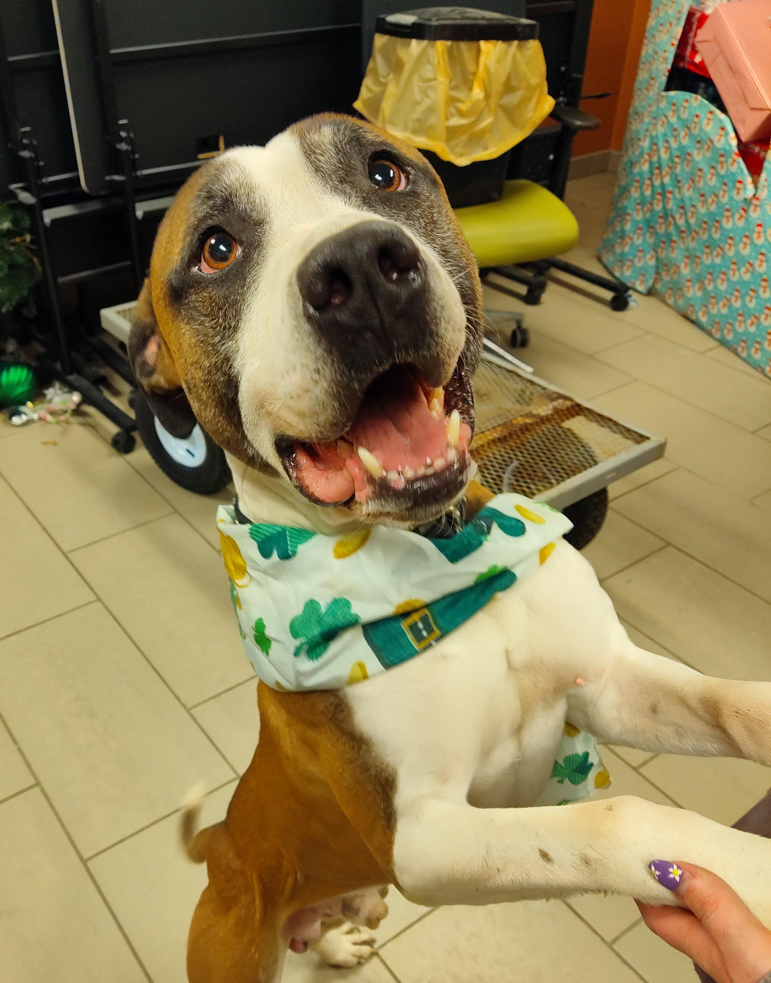 Enlarge 25-0060 "Brody", a Adoptable mixed breed in Leavenworth, KS image 3/4