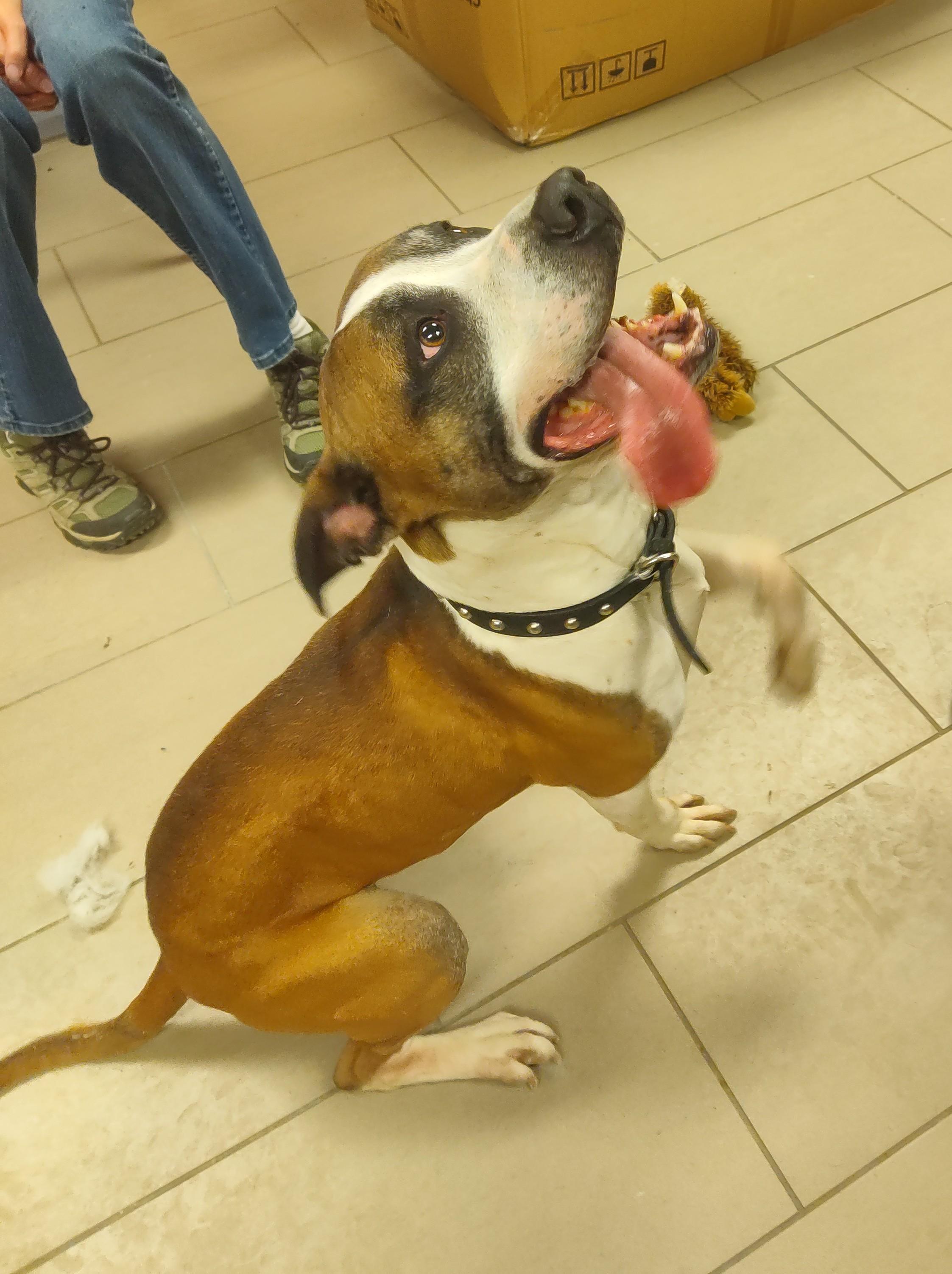 Enlarge 25-0060 "Brody", a Adoptable mixed breed in Leavenworth, KS image 4/4