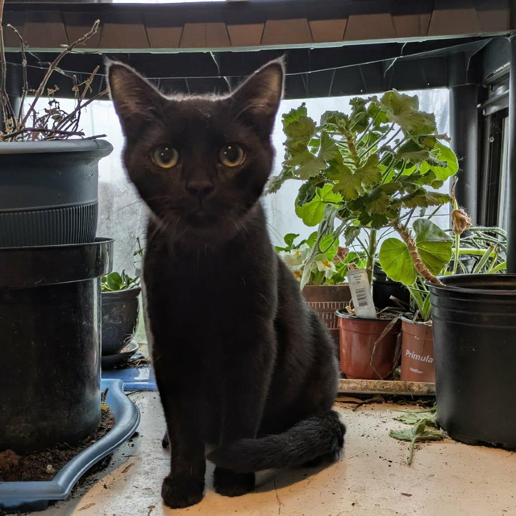 Mick Jagger, Adoptable, Young Male Domestic Medium Hair.