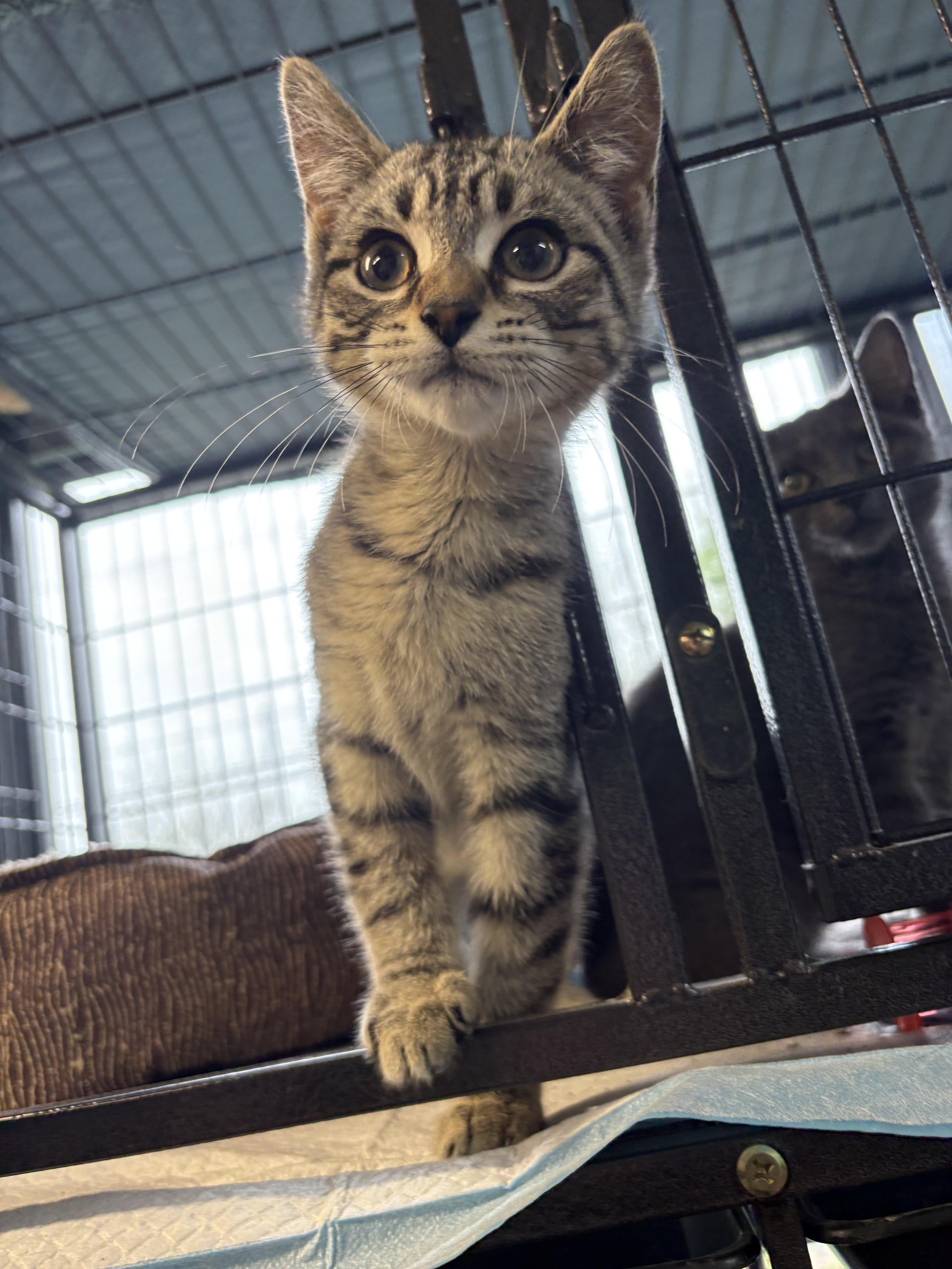 Enlarge Loki, a Adopted Domestic Short Hair in Hermitage, PA image 1/1
