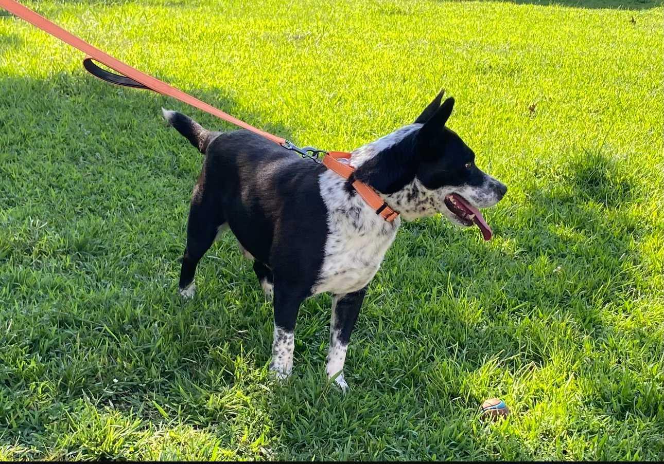 Uncle Sam, Adoptable, Adult Male Mixed Breed.