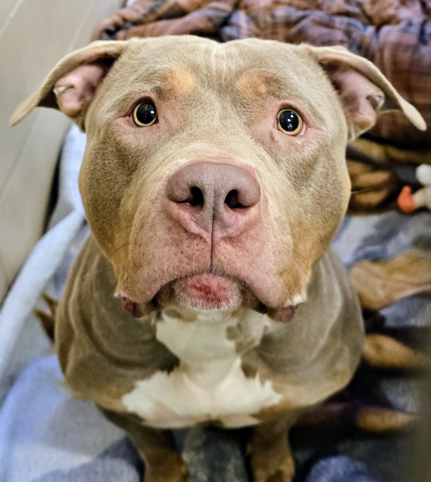 Enlarge 26-48 Dolce, an adopted American Bully in Amityville, NY image 2/2