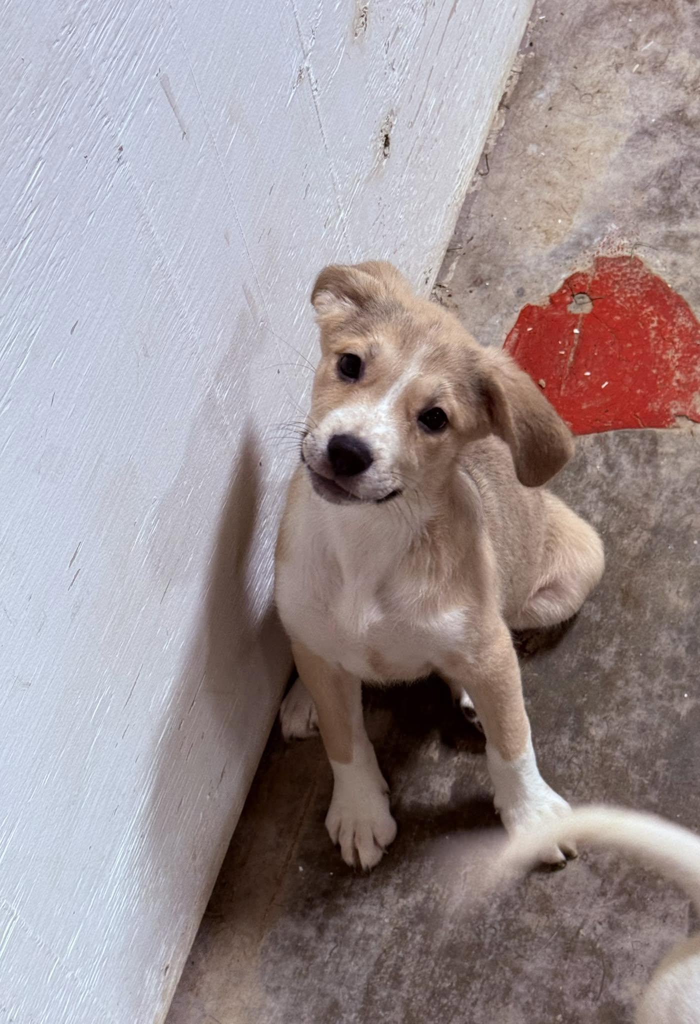Neptune, Adoptable, Young Female Black Mouth Cur.
