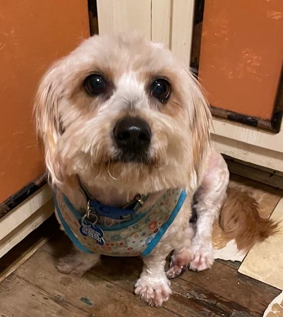 Enlarge Fluffy Angela, a ADOPTABLE Maltese in Memphis, TN image 5/5