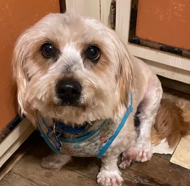 Enlarge Fluffy Angela, a ADOPTABLE Maltese in Memphis, TN image 4/5