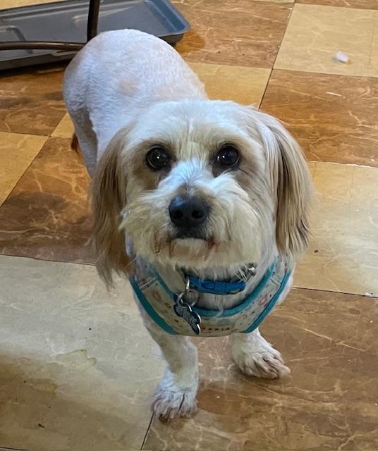 Enlarge Fluffy Angela, a ADOPTABLE Maltese in Memphis, TN image 2/5