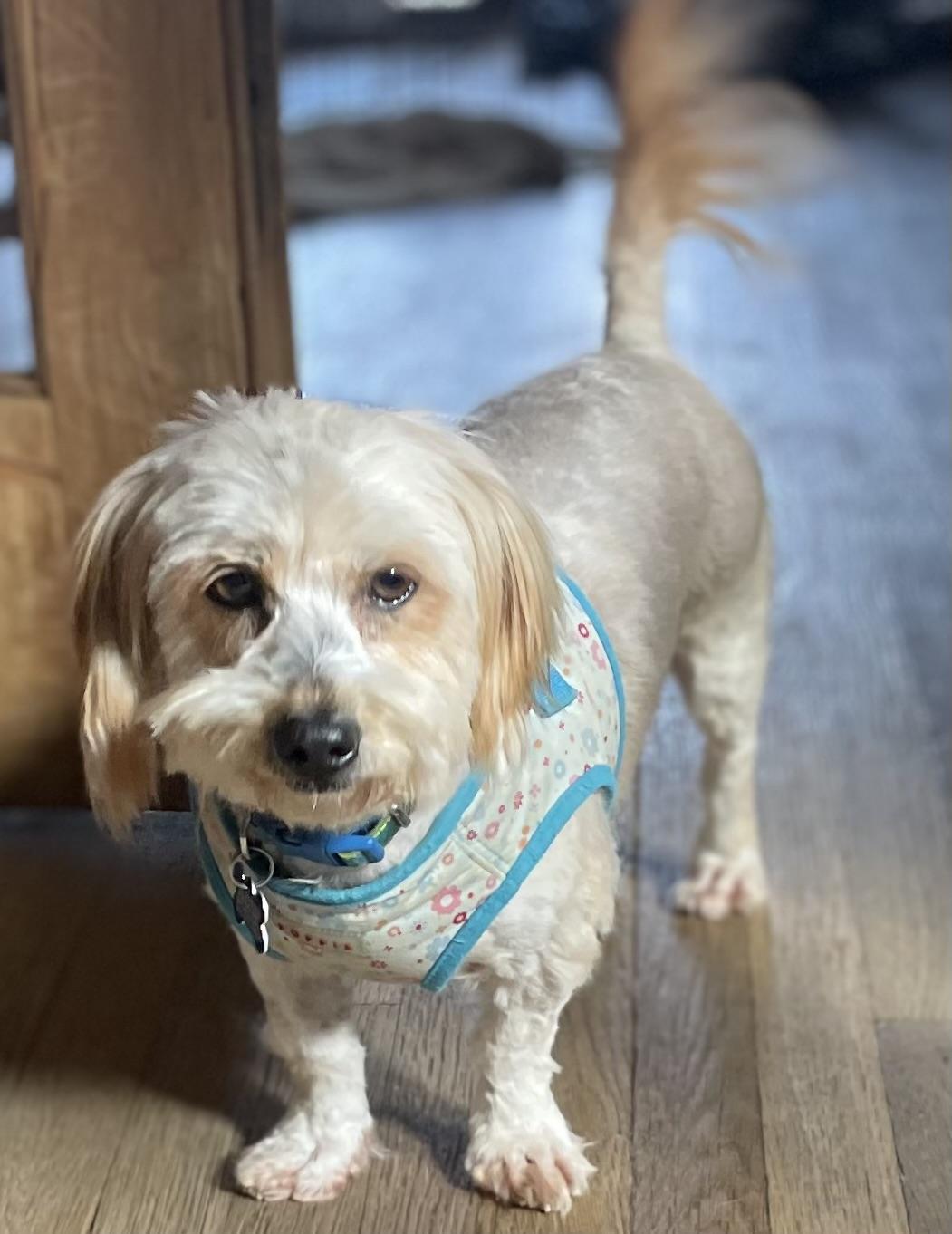 Fluffy Angela, ADOPTABLE, Adult Female Maltese.