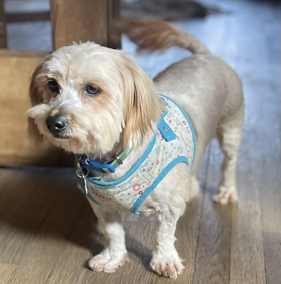 Fluffy Angela thumbnail 5