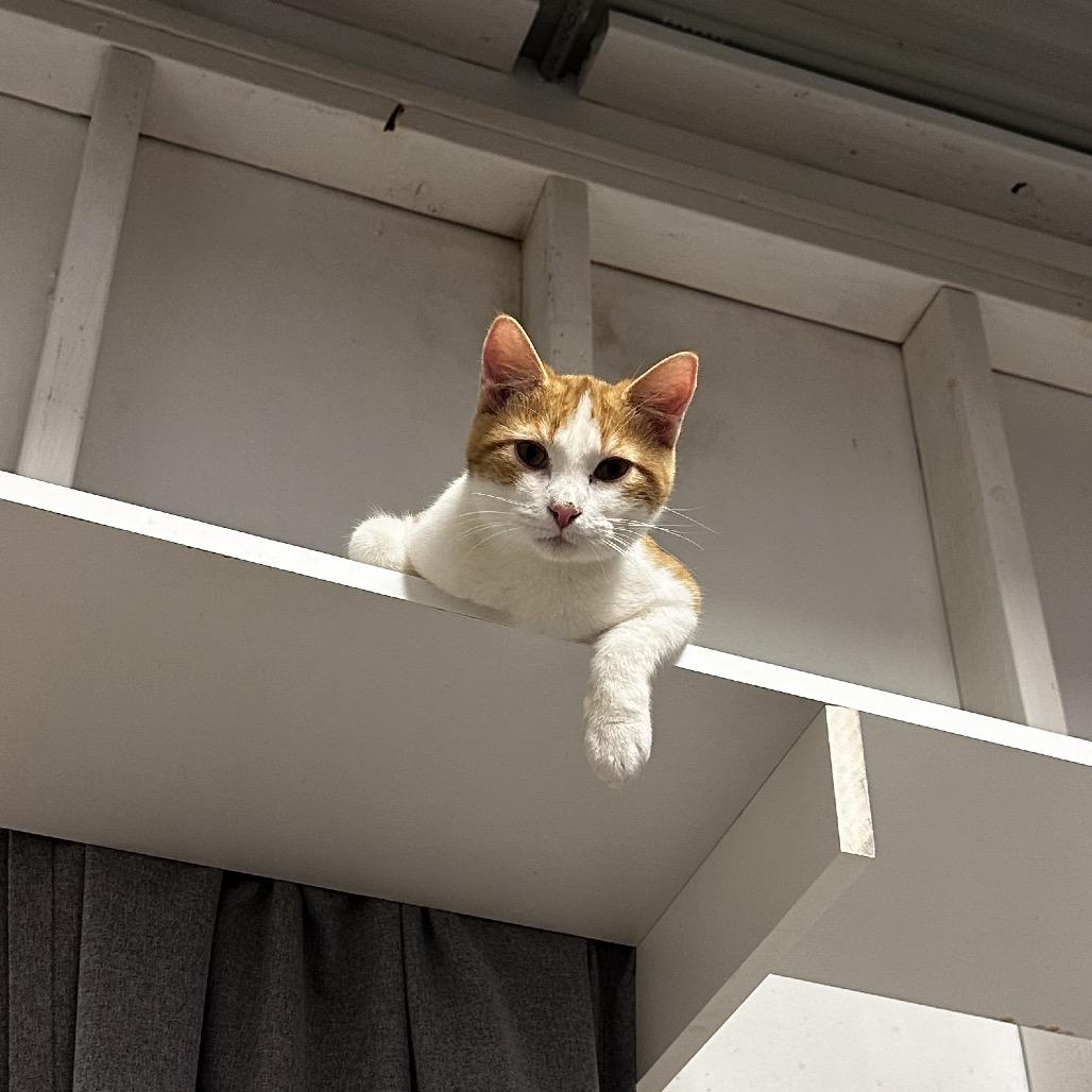 Oingo, Adoptable, Young Male Domestic Short Hair.