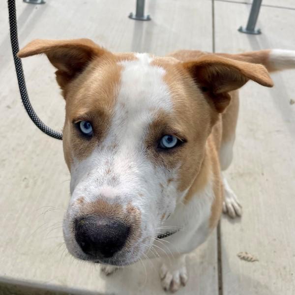 Big Hunk, Adoptable, Young Male Australian Cattle Dog / Blue Heeler.
