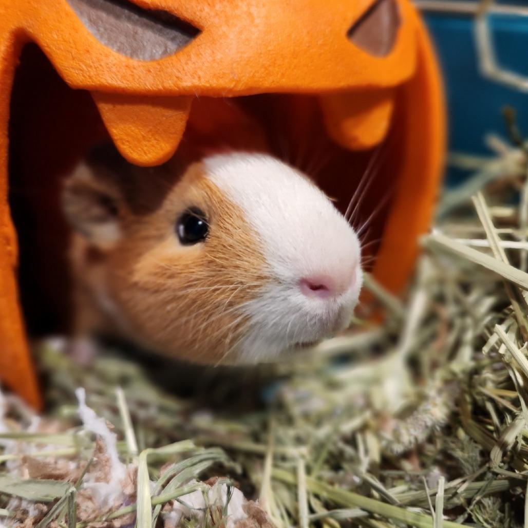 Enlarge Robert, a Adoptable Guinea Pig in Reno, NV image 1/2