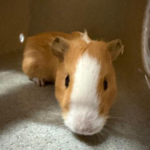 Enlarge Robert, a Adoptable Guinea Pig in Reno, NV image 2/2