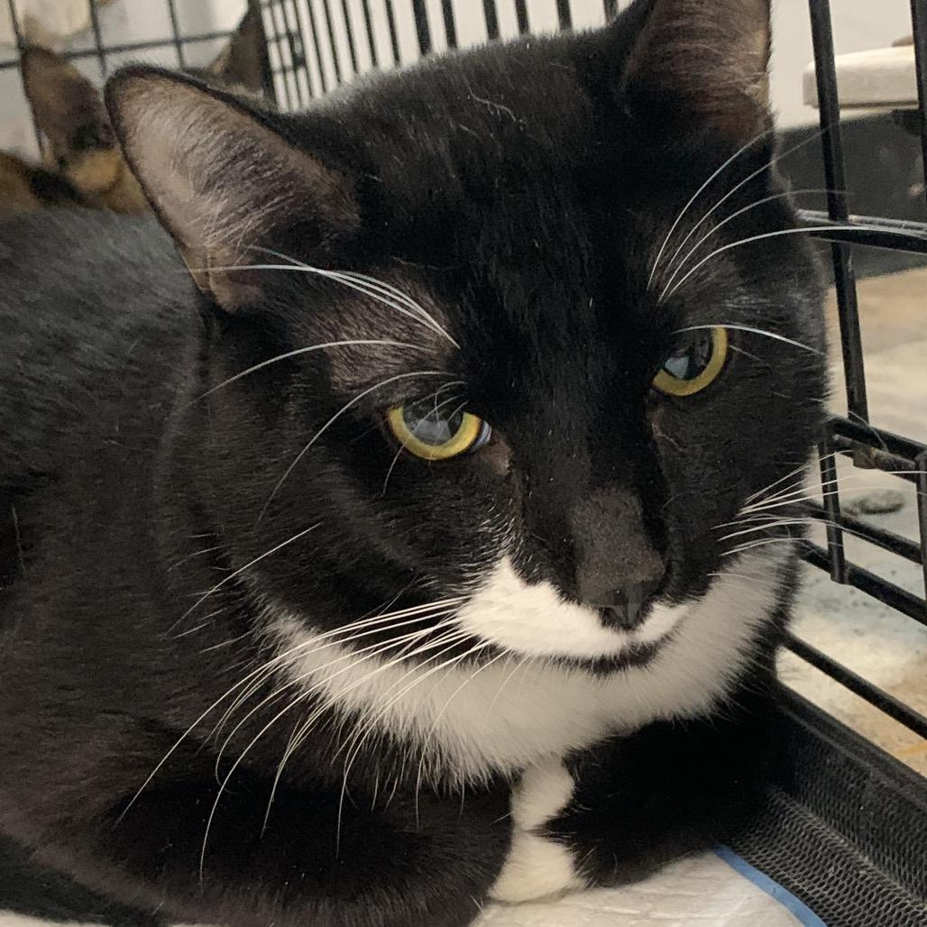 Enlarge Nabisco, a Adoptable Domestic Short Hair in Hattiesburg, MS image 1/1