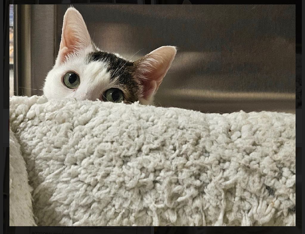 Enlarge GAVIN, a Adoptable Domestic Short Hair in London, ON image 3/5