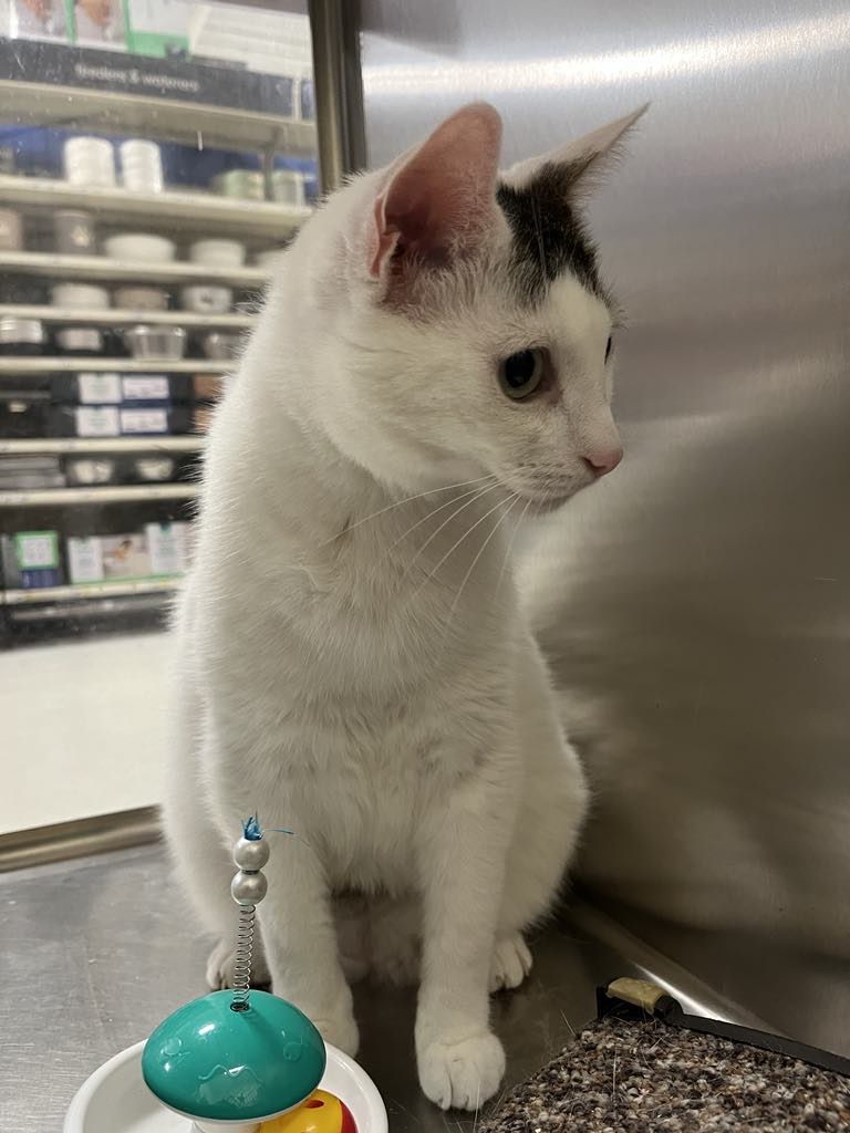 Enlarge GAVIN, a Adoptable Domestic Short Hair in London, ON image 4/5