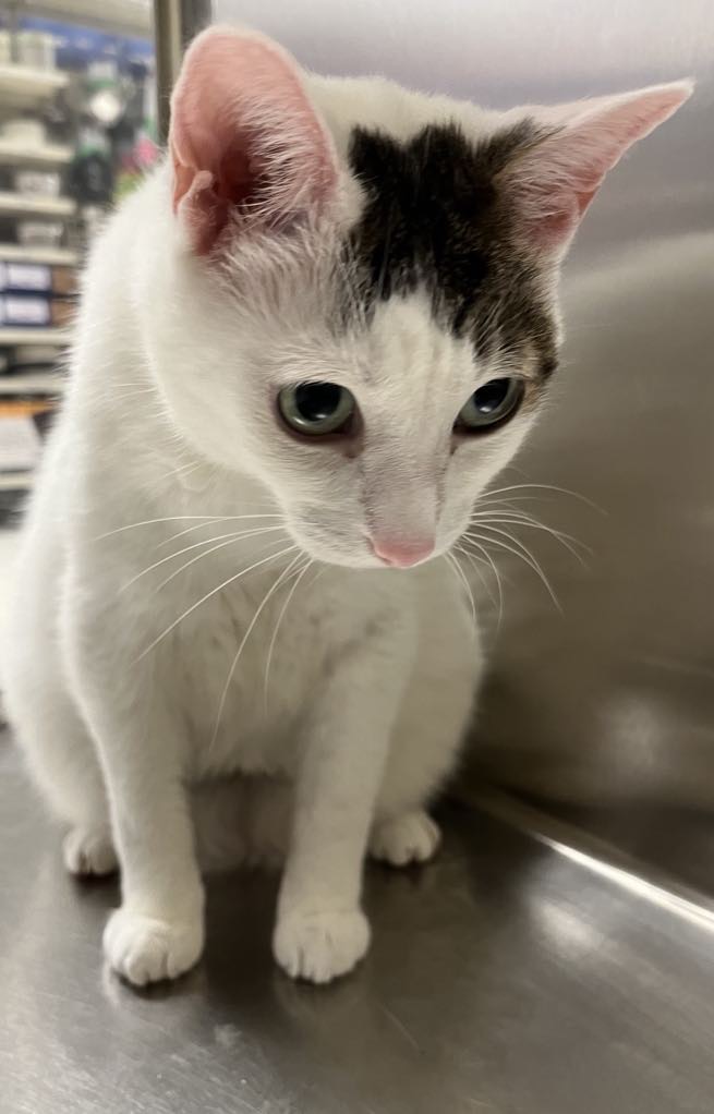 Enlarge GAVIN, a Adoptable Domestic Short Hair in London, ON image 5/5