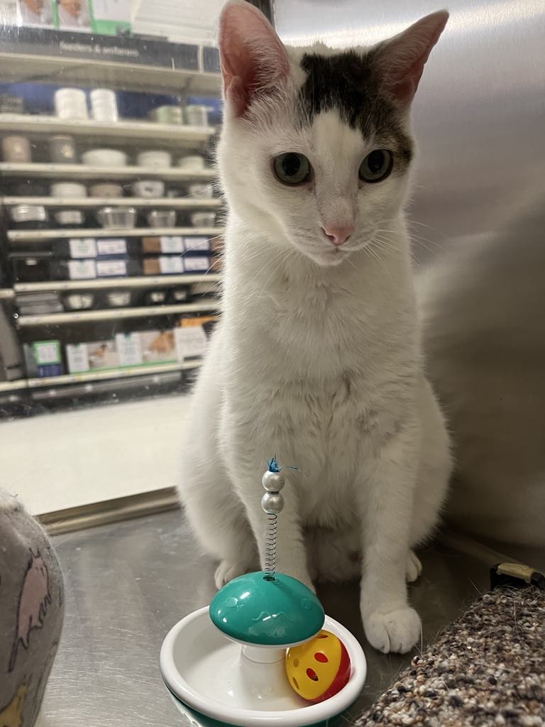 Enlarge GAVIN, a Adoptable Domestic Short Hair in London, ON image 1/5