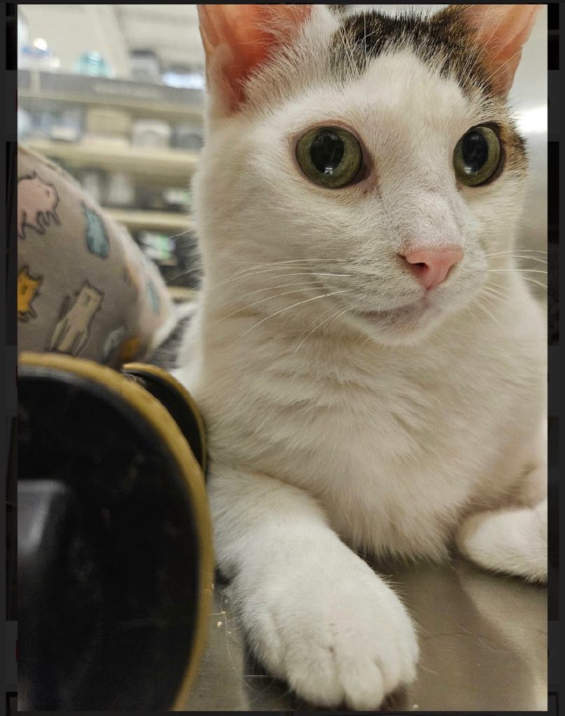 Enlarge GAVIN, a Adoptable Domestic Short Hair in London, ON image 2/5