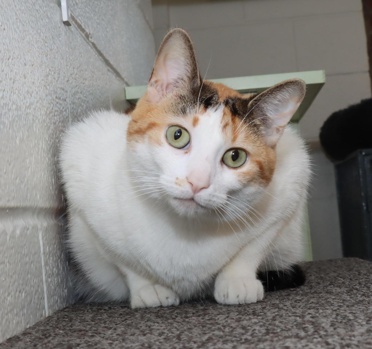 Trixie, an adoptable Calico in Euclid, OH image 5/5