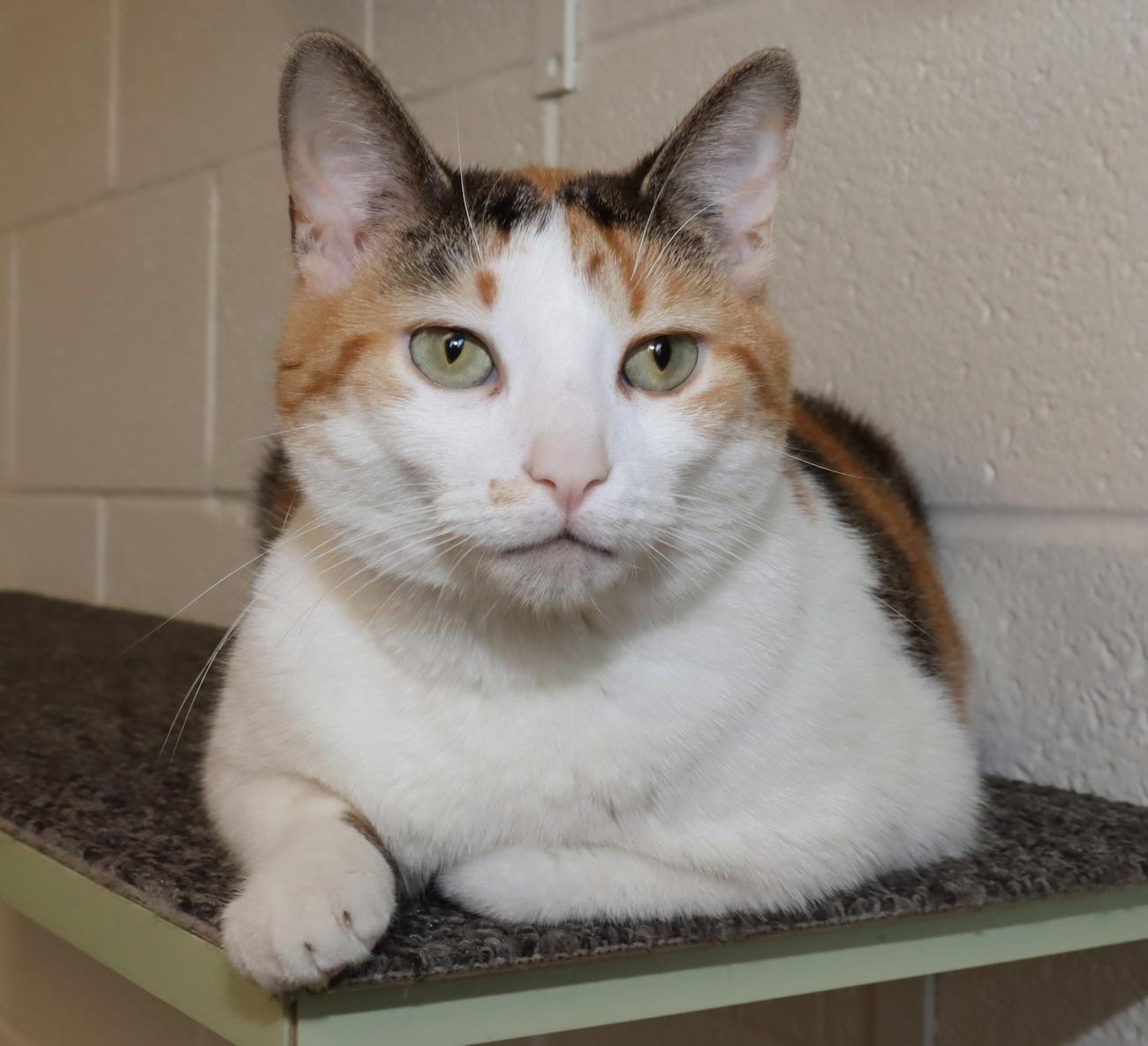 Trixie, an adoptable Calico in Euclid, OH image 3/5