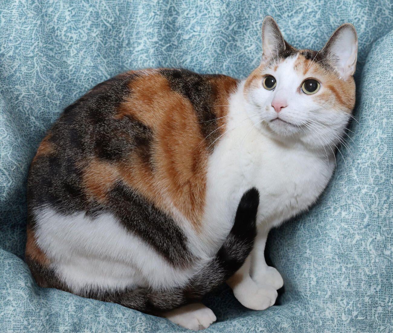 Enlarge Trixie, a ADOPTABLE Calico in Euclid, OH image 3/6